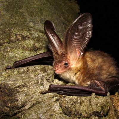 šikšnosparnių sparnų svorio kritimas sėdintieji degina pilvo riebalus