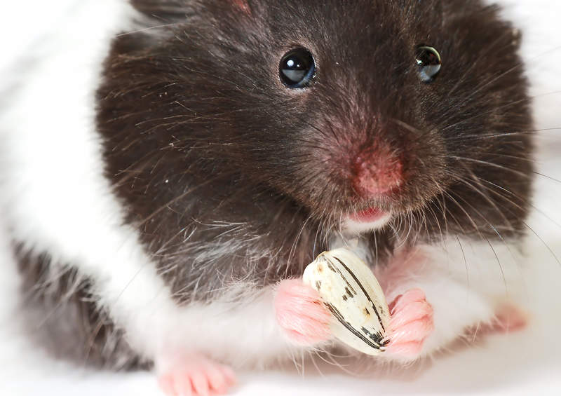 ar žiurkėnai numeta svorį dar nenumirę veido riebalų degintojas