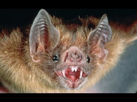 šikšnosparnių sparnų svorio kritimas deginti riebalus be kuro