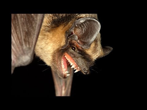 šikšnosparnių sparnų svorio kritimas greitai mesti riebalus ir svorį