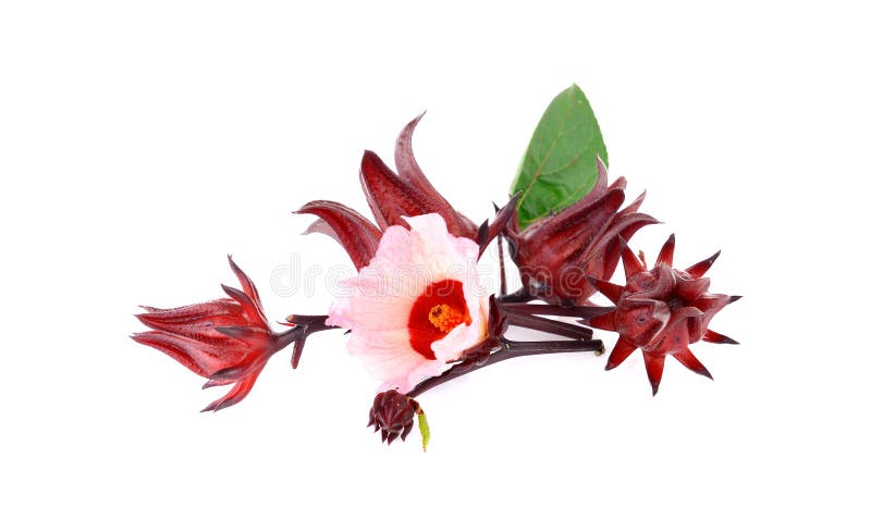 hibiscus sabdariffa svorio netekimas joe weider riebalų degintojas