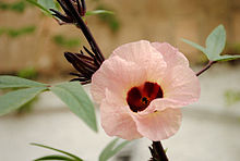 hibiscus sabdariffa svorio netekimas dešimtys riebalų deginimo vienetų