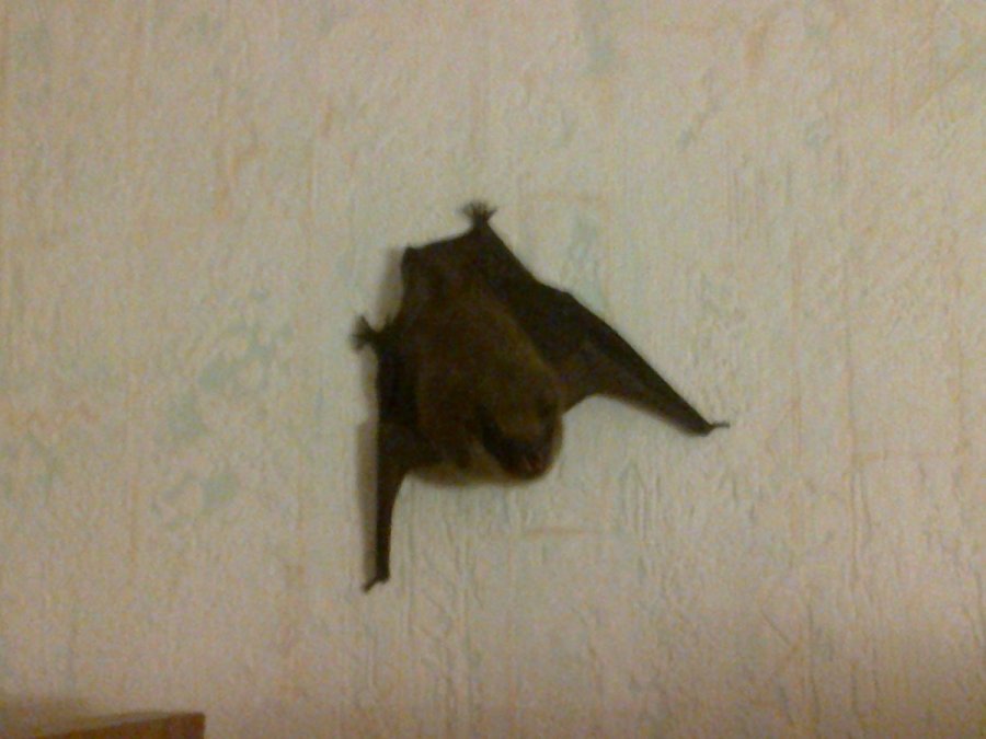 šikšnosparnių sparnų svorio kritimas pamergė liekna