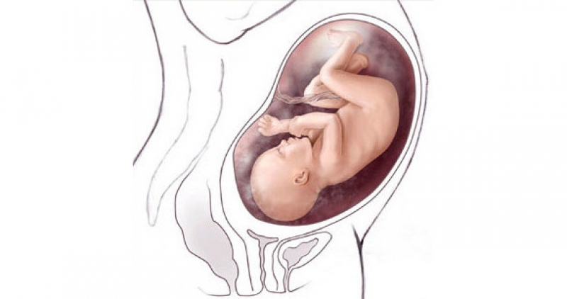 svorio netekimas 34 nėštumo savaitę geriausias riebalų degintojų papildas kad būtų išplėštas