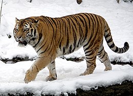 purpurinio tigro svorio metimo apžvalgos kaip greitai numesti svorio rimtai